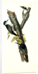Arctic three-toed Woodpecker by John James Audubon