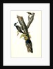 Arctic three-toed Woodpecker by John James Audubon