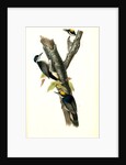 Arctic three-toed Woodpecker by John James Audubon