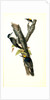 Arctic three-toed Woodpecker by John James Audubon