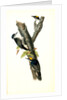Arctic three-toed Woodpecker by John James Audubon