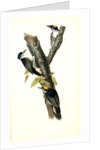 Arctic three-toed Woodpecker by John James Audubon