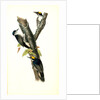 Arctic three-toed Woodpecker by John James Audubon