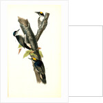 Arctic three-toed Woodpecker by John James Audubon