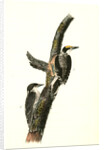 Banded three-toed Woodpecker by John James Audubon