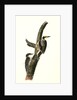 Banded three-toed Woodpecker by John James Audubon