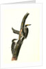 Banded three-toed Woodpecker by John James Audubon