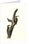 Banded three-toed Woodpecker by John James Audubon