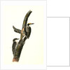 Banded three-toed Woodpecker by John James Audubon