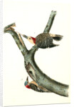 Red-bellied Woodpecker by John James Audubon