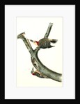 Red-bellied Woodpecker by John James Audubon