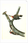 Red-bellied Woodpecker by John James Audubon