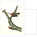 Red-bellied Woodpecker by John James Audubon