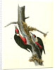 Lewi's Woodpecker by John James Audubon