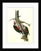 Lewi's Woodpecker by John James Audubon