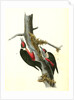 Lewi's Woodpecker by John James Audubon