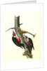 Lewi's Woodpecker by John James Audubon