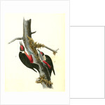 Lewi's Woodpecker by John James Audubon