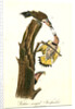 Golden-winged Woodpecker by John James Audubon