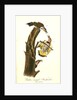 Golden-winged Woodpecker by John James Audubon