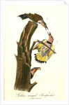 Golden-winged Woodpecker by John James Audubon