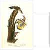 Golden-winged Woodpecker by John James Audubon