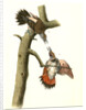 Red-shafted Woodpecker by John James Audubon