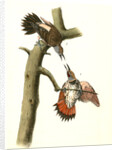 Red-shafted Woodpecker by John James Audubon