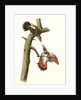 Red-shafted Woodpecker by John James Audubon