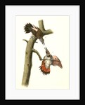 Red-shafted Woodpecker by John James Audubon