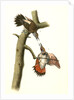Red-shafted Woodpecker by John James Audubon