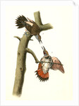 Red-shafted Woodpecker by John James Audubon