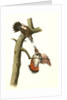 Red-shafted Woodpecker by John James Audubon