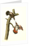 Red-shafted Woodpecker by John James Audubon