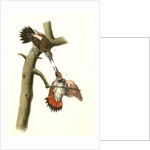 Red-shafted Woodpecker by John James Audubon