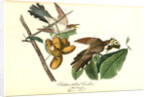 Yellow-billed Cuckoo by John James Audubon