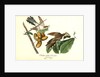 Yellow-billed Cuckoo by John James Audubon