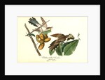 Yellow-billed Cuckoo by John James Audubon