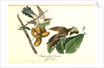 Yellow-billed Cuckoo by John James Audubon