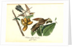 Yellow-billed Cuckoo by John James Audubon