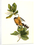Mangrove Cuckoo. Male. (Seven years apple.) by John James Audubon