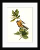 Mangrove Cuckoo. Male. (Seven years apple.) by John James Audubon