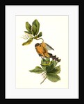 Mangrove Cuckoo. Male. (Seven years apple.) by John James Audubon