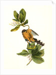 Mangrove Cuckoo. Male. (Seven years apple.) by John James Audubon