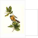 Mangrove Cuckoo. Male. (Seven years apple.) by John James Audubon