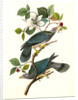 Band-tailed Dove, or Pigeon by John James Audubon