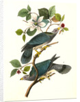 Band-tailed Dove, or Pigeon by John James Audubon