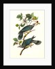 Band-tailed Dove, or Pigeon by John James Audubon