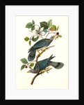 Band-tailed Dove, or Pigeon by John James Audubon