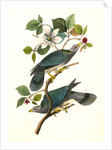Band-tailed Dove, or Pigeon by John James Audubon